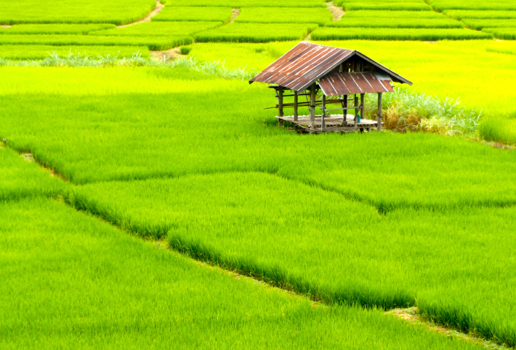 Rice paddies, Mae Hon Son loop, Thailand. Image by Jack Southan / Lonely Planet