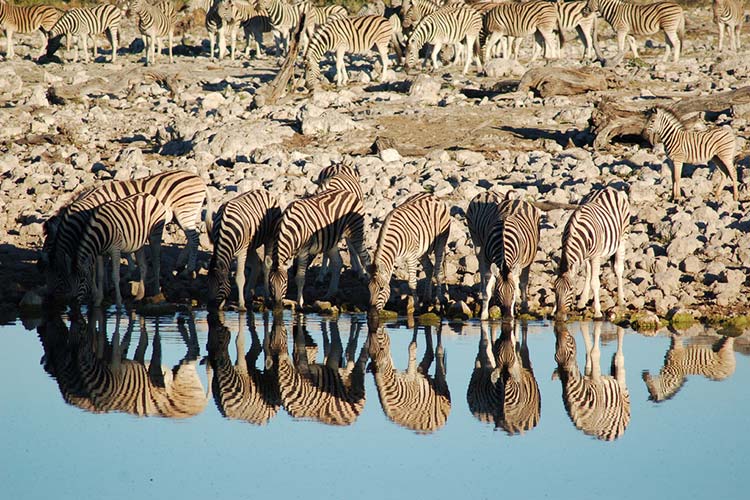 Zebra within Etosha National Park, Namibia. Image by Joachim Huber / CC BY-SA 2.0