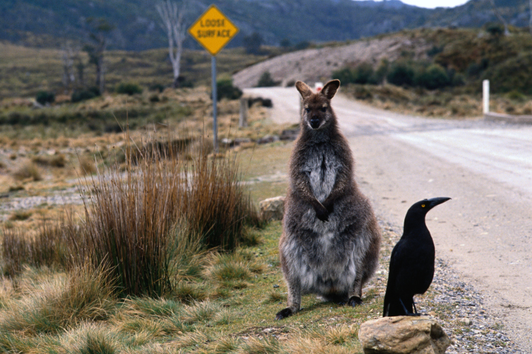 A wallaby and currawong bird perched on the side of the road / Image by Peter Hendrie / Getty Images