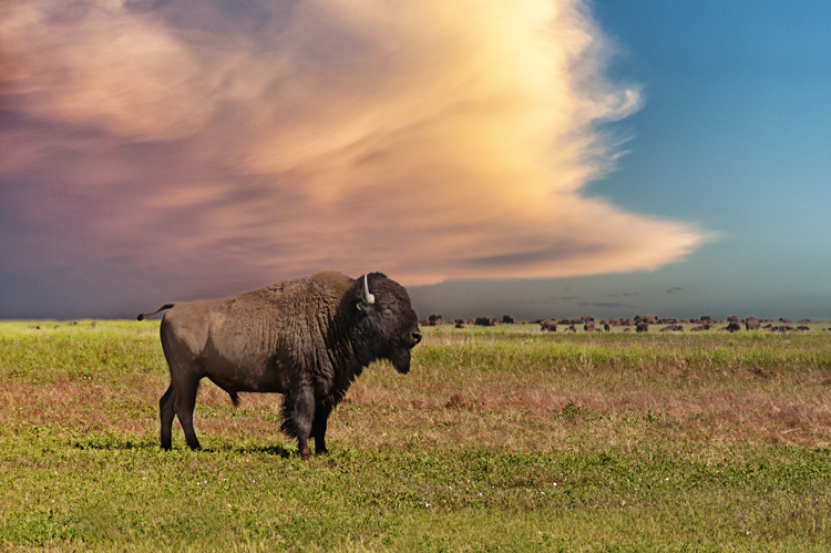 American Bison in the Black Hills. Image by Mike Hill / Photographer's Choice / Getty Images.