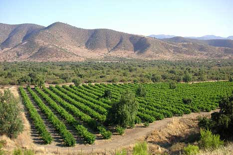 Vineyards in the Andes by blmurch. CC BY 2.0