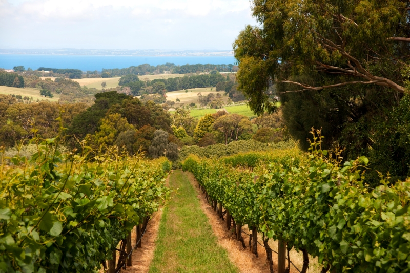 Vineyards on the Mornington Peninsula, Victoria. Image by Pete Seaward / Lonely Planet ©