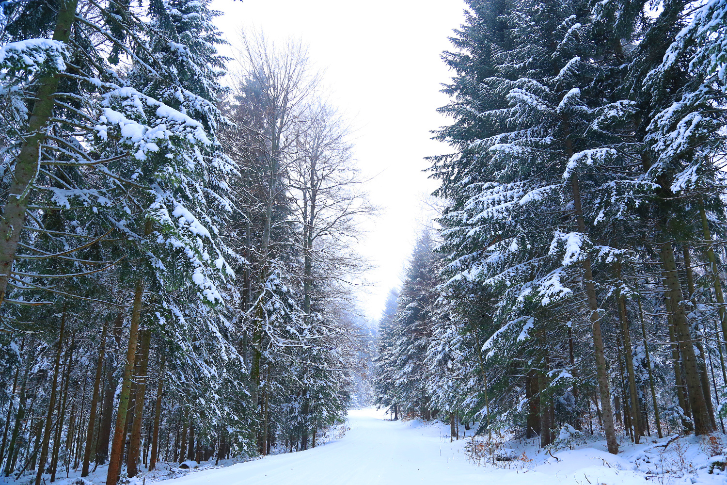 A Narnia-like winter scene in Tara National Park © Anisha Shah / Lonely Planet