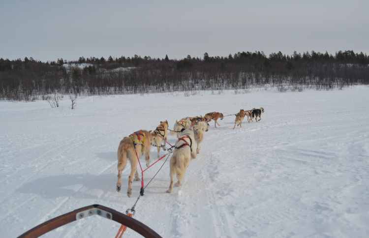 View from a husky sled in Swedish Lapland. Image by Annie and Andrew / CC BY 2.0.