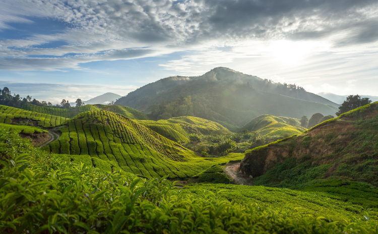 Tea plantation, Cameron Highlands, Malaysia