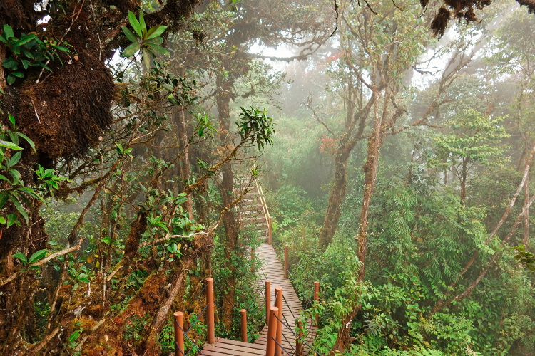 Mossy Forest