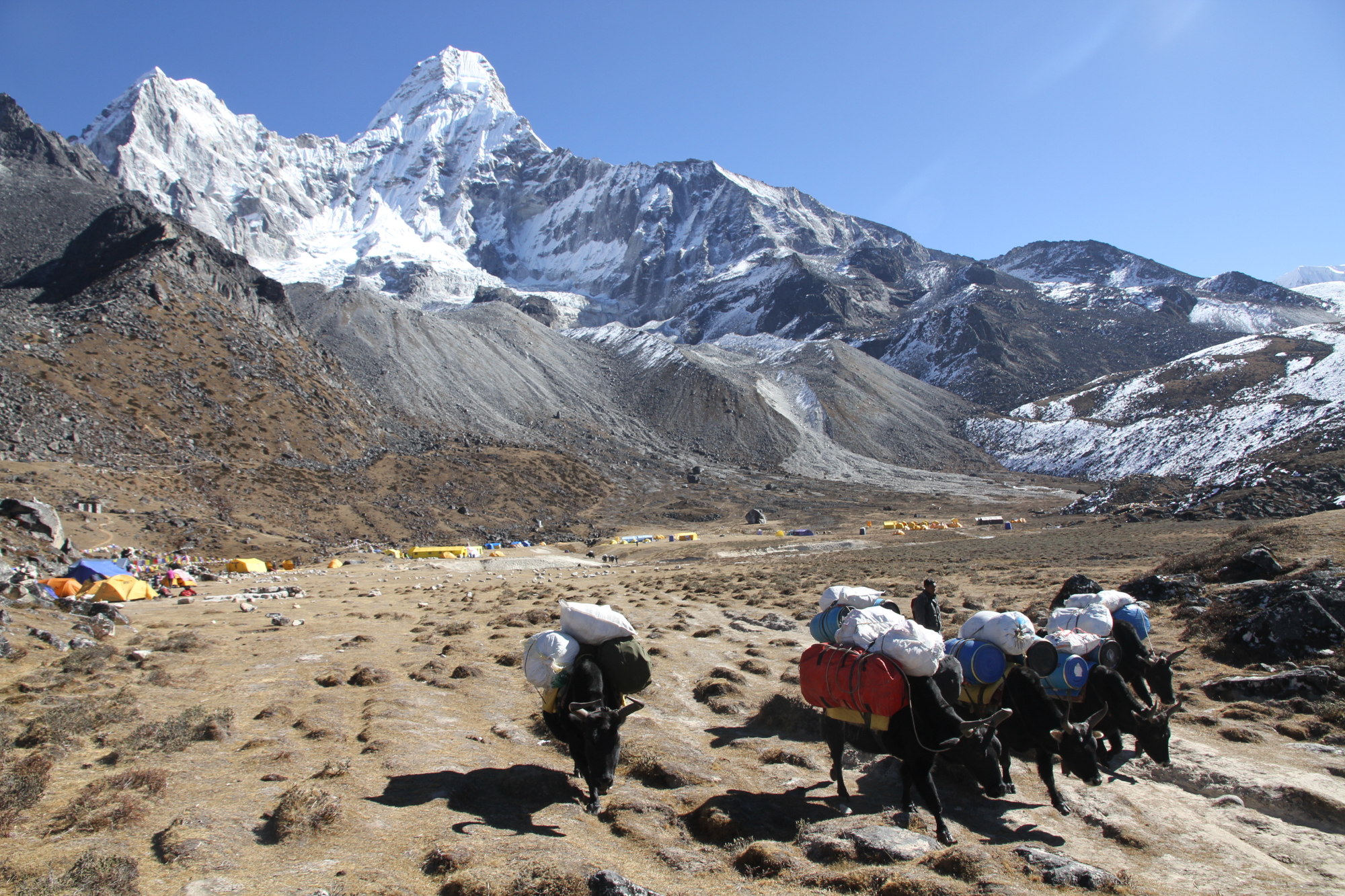 Yak train leaving Ama Dablam Base Camp. Image by Bradley Mayhew / Lonely Planet