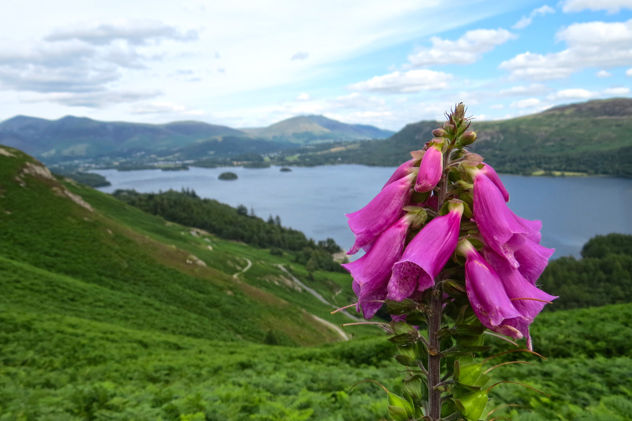 Gazing down on Derwentwater from Catbells. Image by Will Jones / Lonely Planet
