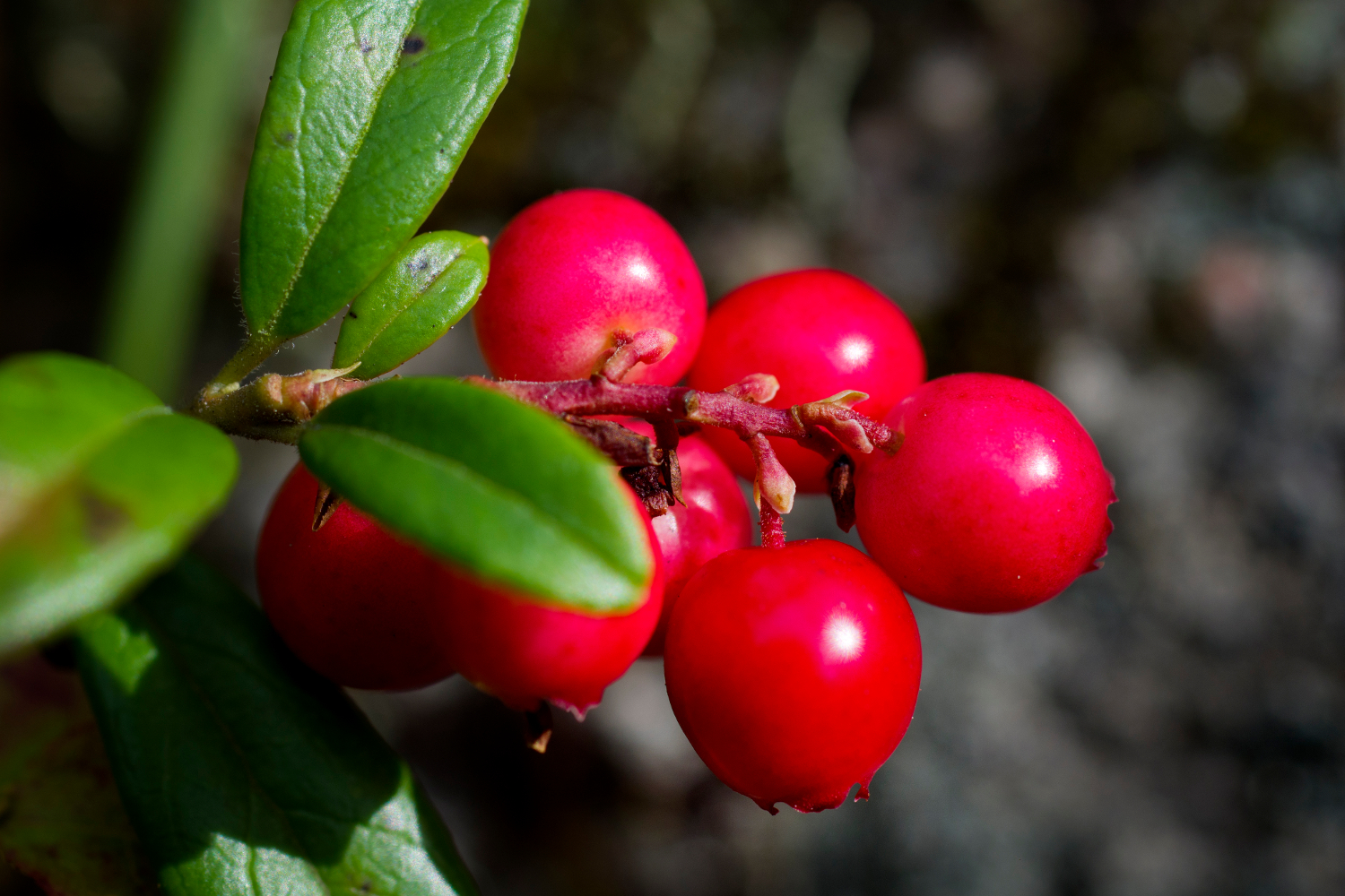 lingonberries-finland-750-cs