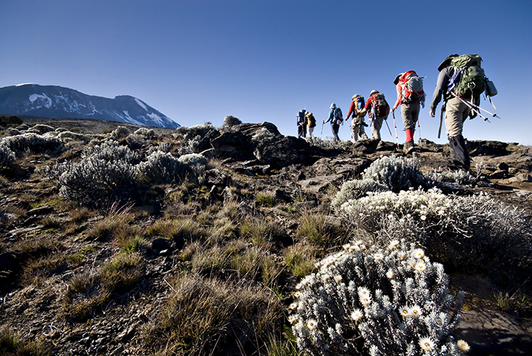 Hikers trek towards Mt. Kilimanjaro.