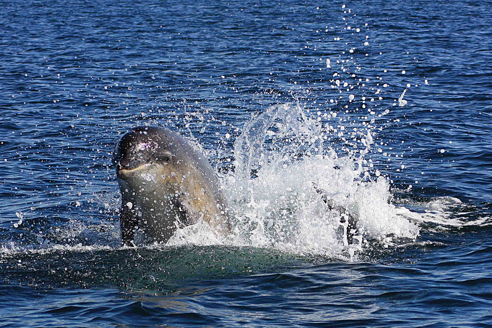 A dolphin breaches off the Moray Firth. Image by Ellis Lawrence / CC BY-SA 2.0