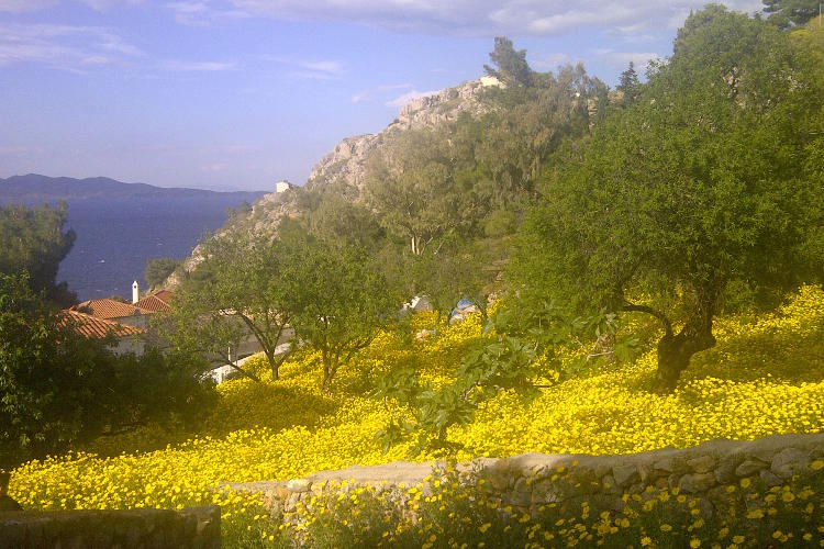 Spring wildflowers carpet hillsides of Hydra island. Image by Alexis Averbuck / Lonely Planet