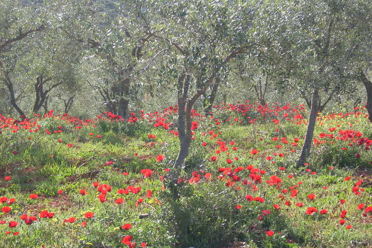 Vibrant crimson poppies fill olive groves in the Peloponnese. Image by Alexis Averbuck / Lonely Planet