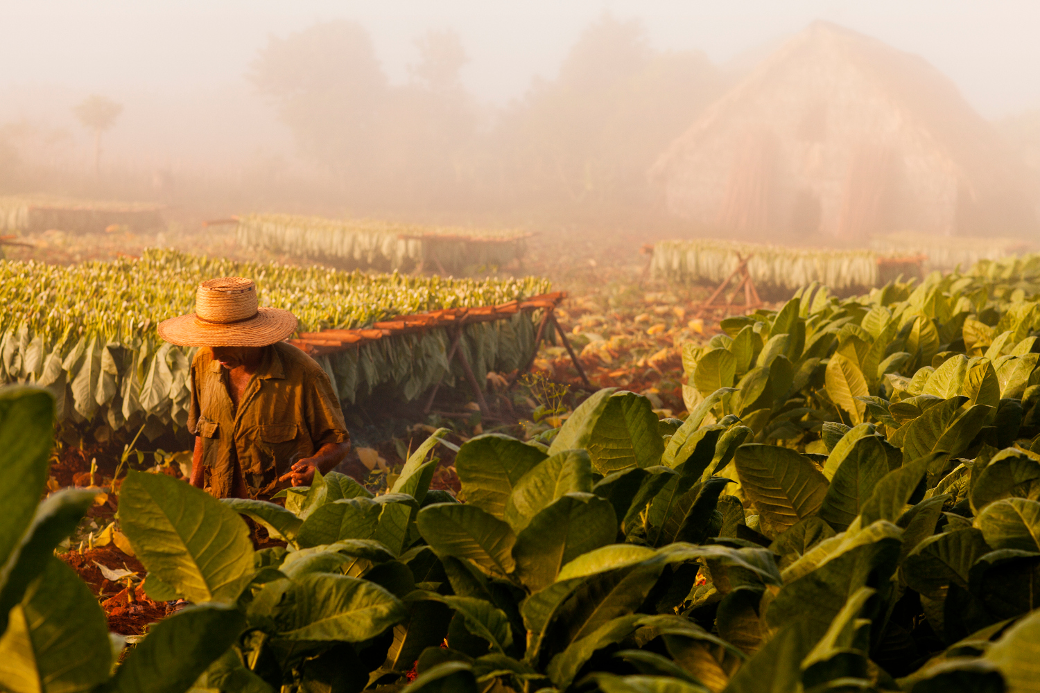 Visit one of Viñales' tobacco plantations and you can see first-hand how Cuba's top-class crops are cultivated. Image by Merten Snijders / Lonely Planet Images / Getty