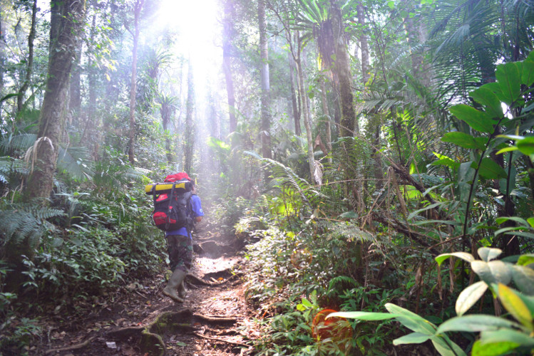 Hiking on the forested slopes of Gunung Tujuh, Kerinci Seblat National Park, Sumatra. Image by Mark Eveleigh