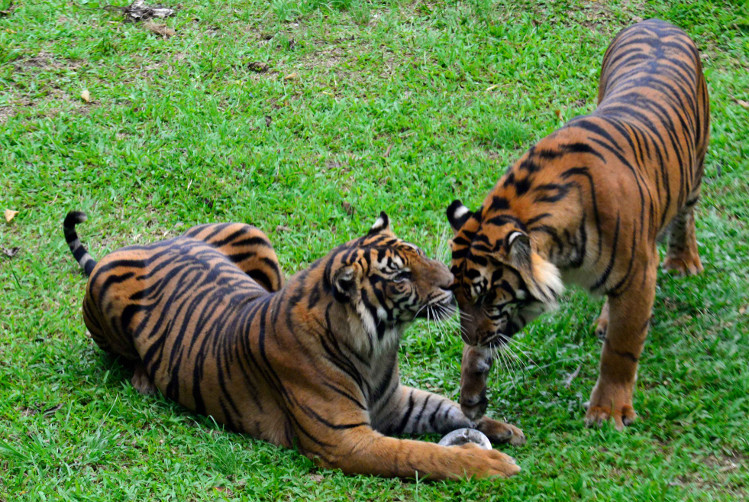 Sumatran tigers at Bandung Zoo, Indonesia. Image by Mark Eveleigh