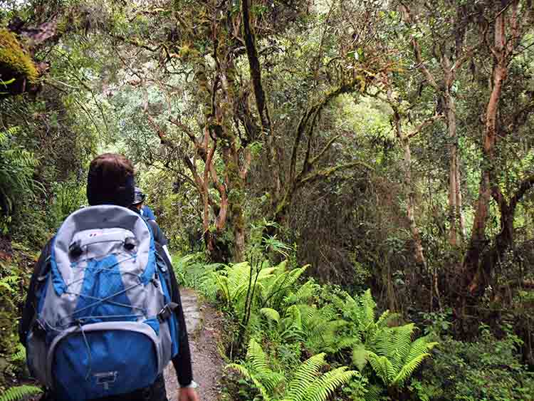 Inca Trail Cloud Forest. Image by Craig Nagy / CC BY-SA 2.0