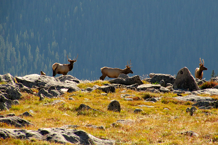 Keep an eye out for wildlife like these elk along the trails. Image by ricketyus / CC BY 2.0