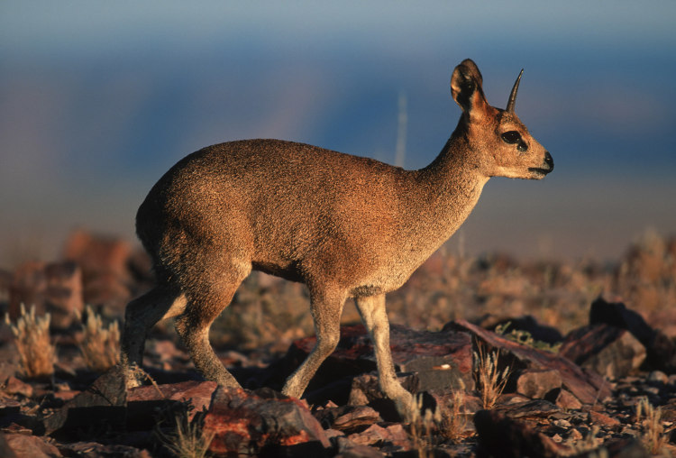 Klipspringers abound in rocky habitats such as the Fish River Canyon, Namibia. Image by Martine Harvey / Getty Images