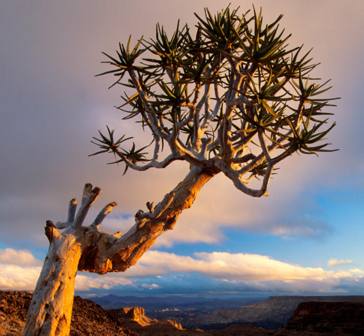 A Quiver Tree acts as a sentinel over the Fish River Canyon, Namibia. Image by Roger de la Harpe / Getty Images