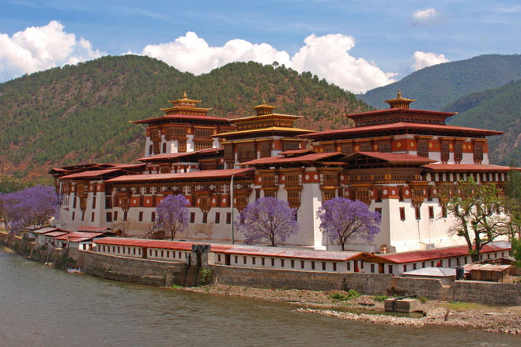 Jacaranda trees at Punakha Dzong, Bhutan. Image by Jean-Marie Hullot / CC by-SA.