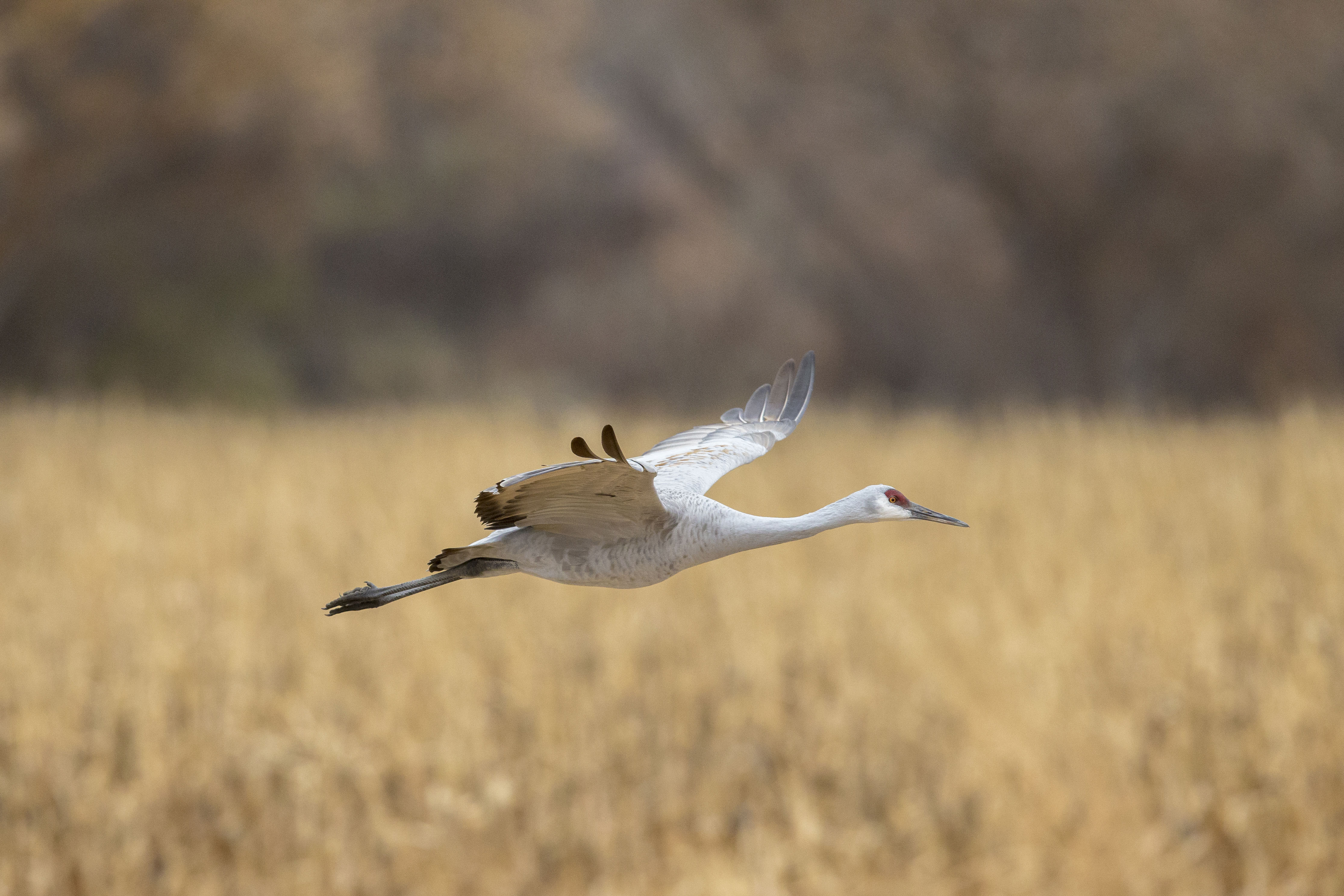 A sandhill crane in the Bosque del Apache National Wildlife Refuge © Danita Delimont / Gallo Images / Getty