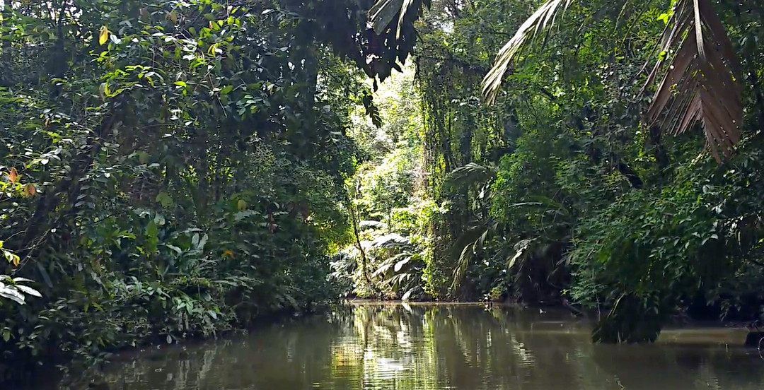 Moving through the canopied canals of Tortuguero. Image by Bailey Johnson / Lonely Planet