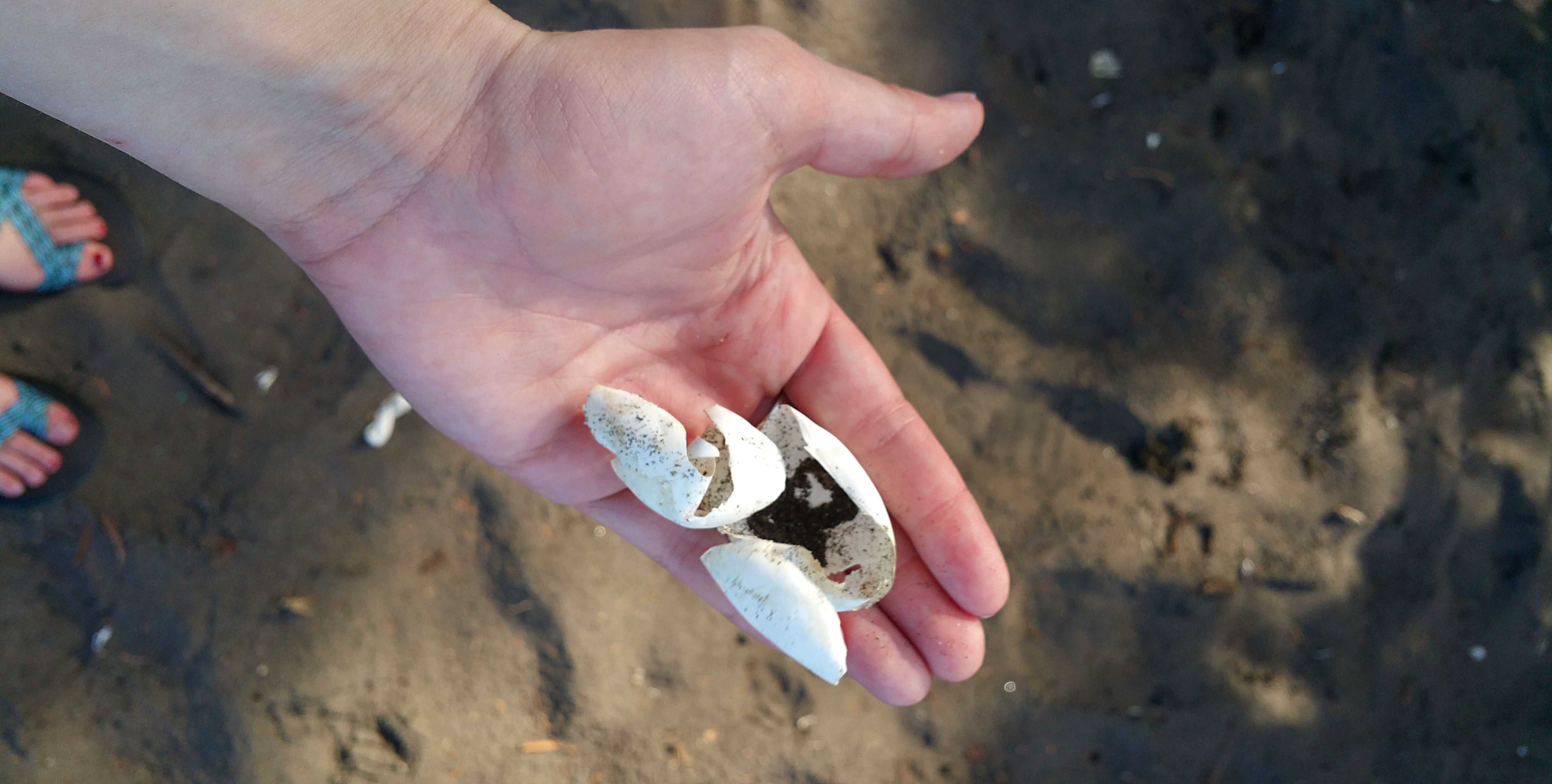 Egg shells left behind by turtle hatchlings are a common sight on Tortuguero's beaches. Image by Bailey Johnson / Lonely Planet