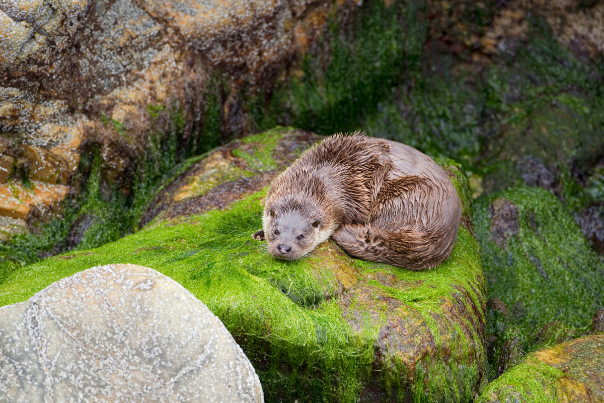 An otter on Shetland. Image by Mark Hamblin / Oxford Scientific / Getty