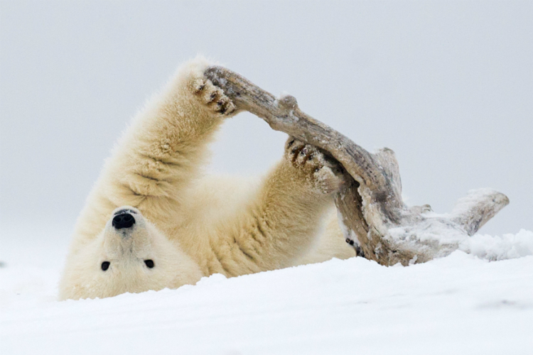 He looks cuddly, doesn't he? But he isn't. Image by Dawn Wilson Photography / Moment / Getty Images