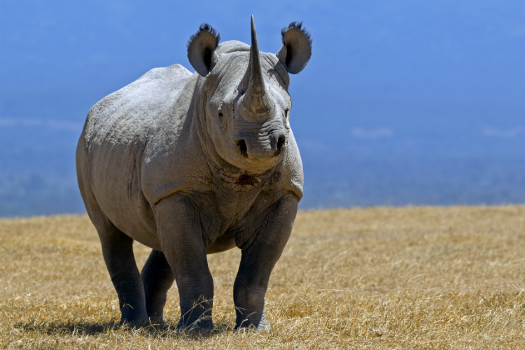 Start running toward the nearest tree if you annoy a black rhino. Better still, don't annoy one. Image by Munib Chaudry / Moment / Getty Images