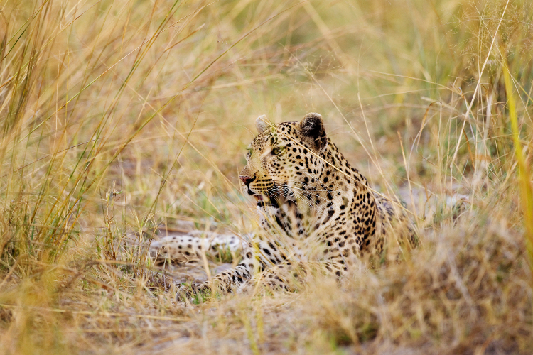 What do your children want to see on safari? Image courtesy of Ker & Downey Botswana
