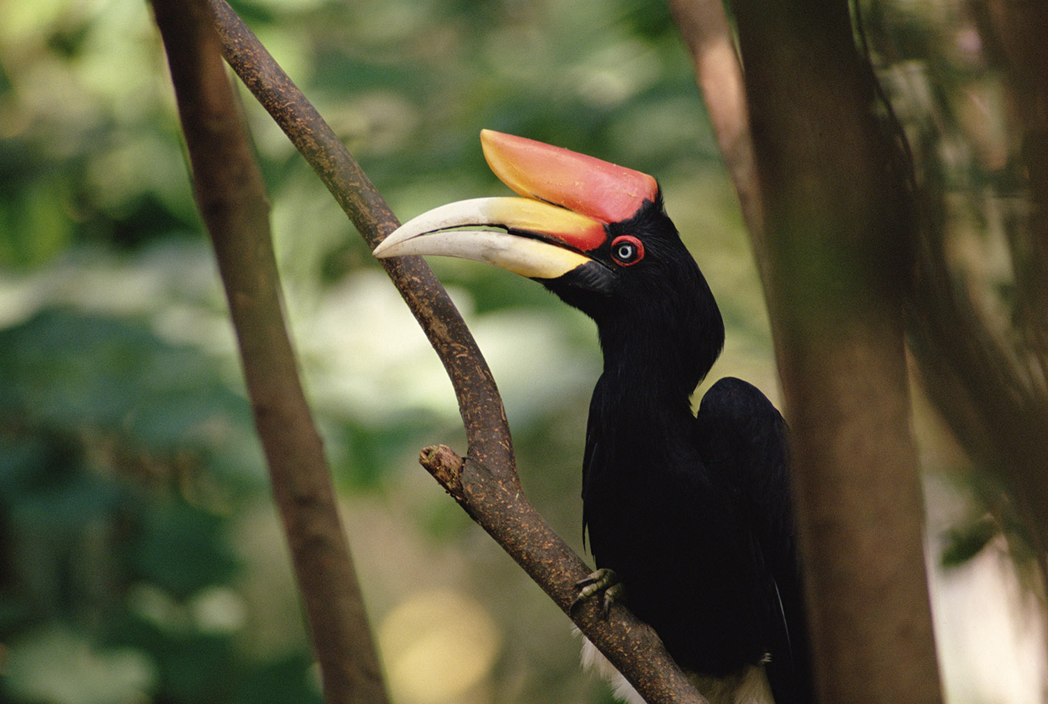 A scarlet-billed rhinoceros hornbill bird perched on a tree branch.