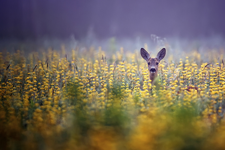 A roe deer in a meadow.