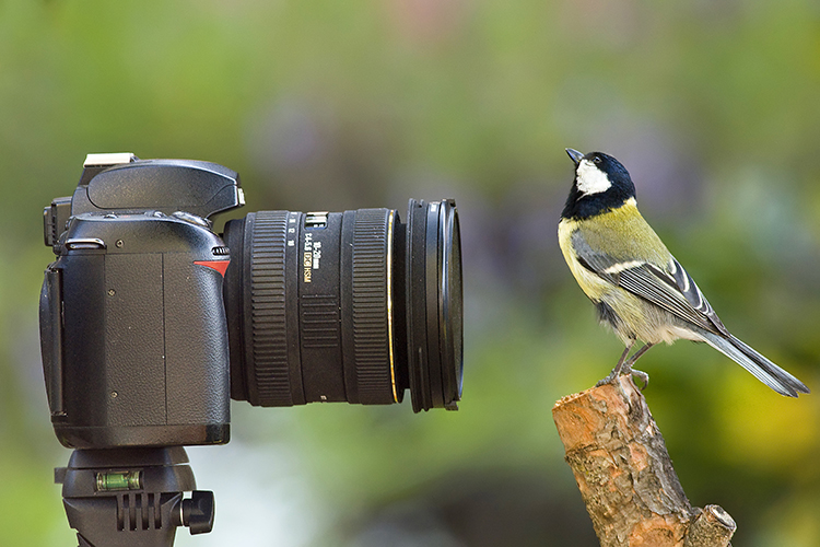 A bird in front of a camera.