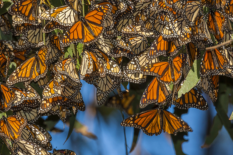A swarm of monarch butterflies.