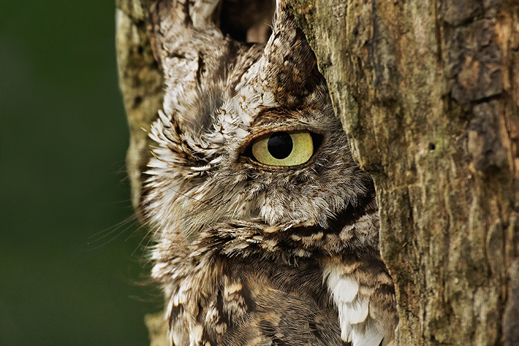 An owl in a hole in a tree.