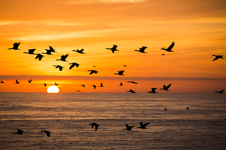 Birds in flight at dusk.