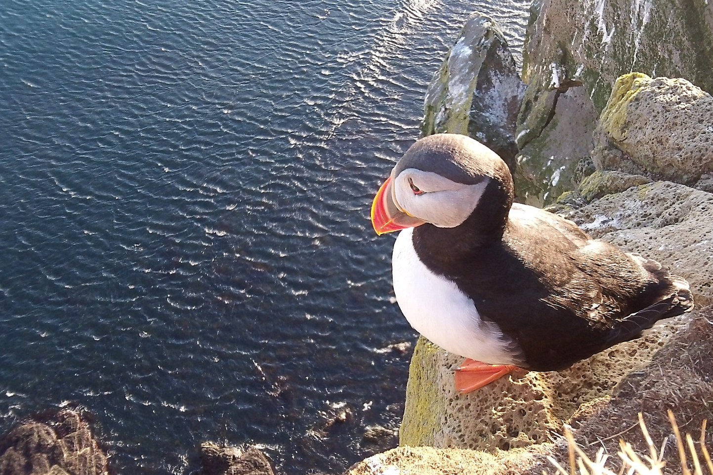 A puffin in West Iceland. Image by Mr Hicks46 / CC BY-SA 2.0