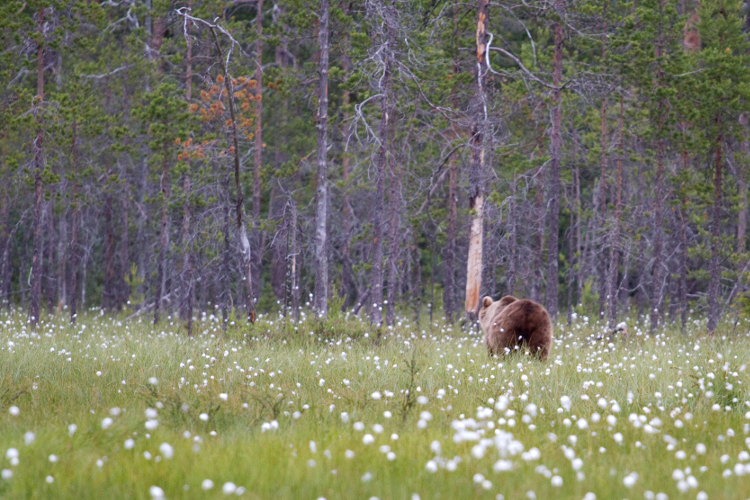 brown-bear-returns-to-russia