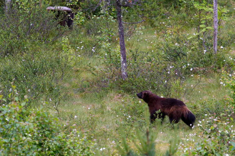 wolverine-stages-a-rare-appearance