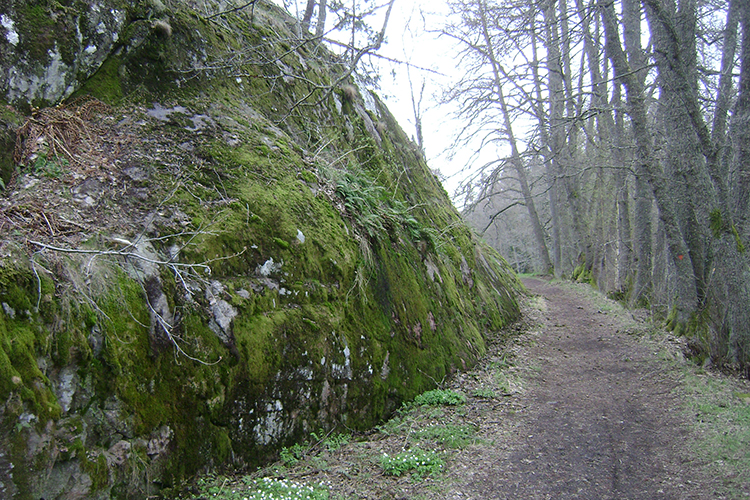 A track leading deep into the forest of Tyresta National Park. Image from Wikimedia Commons.