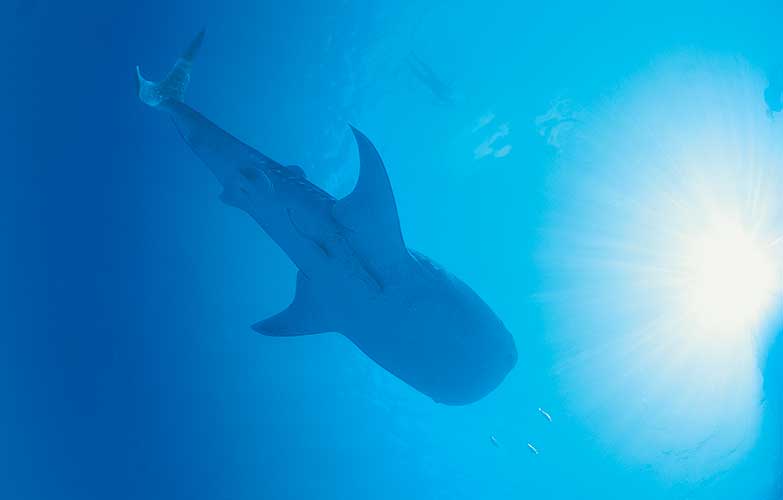 A whale shark seen from below in the Maldives. Image by Stephen Frink / Getty Images.