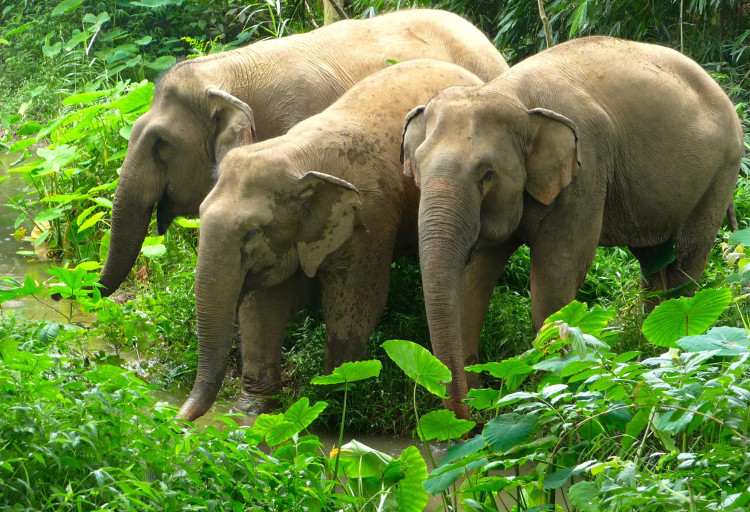 Elephants at Boon Lott Elephant Sanctuary. Image by Katherine Connor