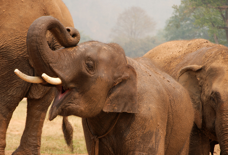 Elephant Nature Park, Chiang Mai. Image by Christian Haugen CC BY 2.0