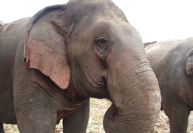 Lunch time at Elephants World, Kanchanaburi. Image by Sarah Reid Lonely Planet
