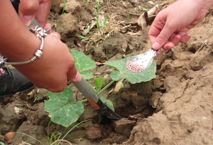 Visitors to Elephants World help to fertilise vegetables for the elephants. Image by Sarah Reid