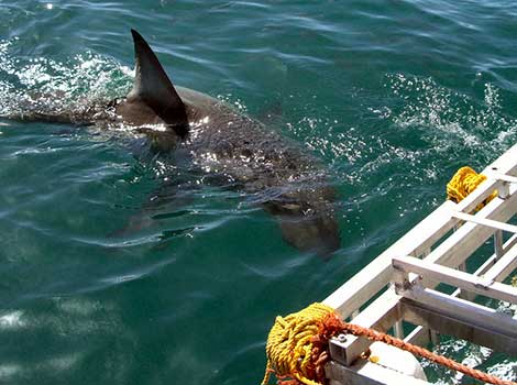 Great white shark near the boat by Tim Sheerman-Chase. Creative Commons Attribution Licence.