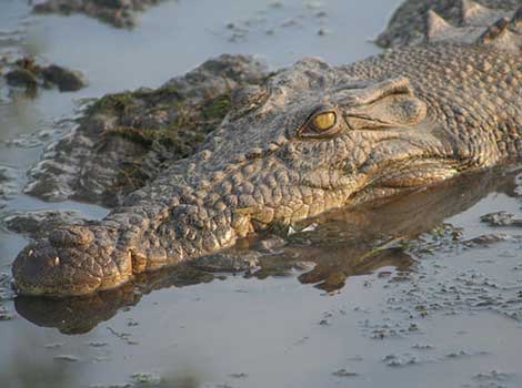 Saltwater crocodile by Stephen Michael Barnett. Creative Commons Attribution Licence.