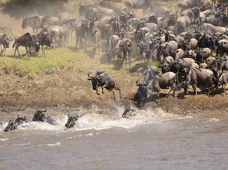 The Great Migration river crossing by Thomson Safaris. Creative Commons Attribution Licence.